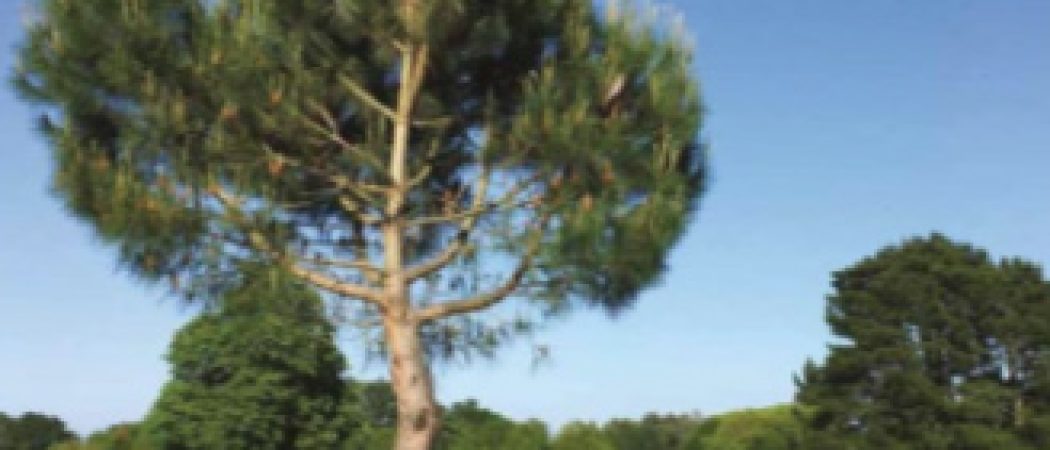 Air Pays de la Loire lance des mesures autour de l’aéroport Nantes Atlantique